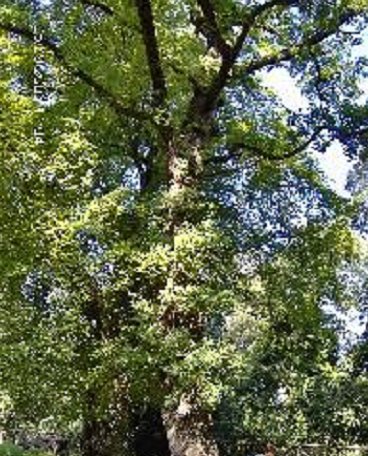 La Cerque